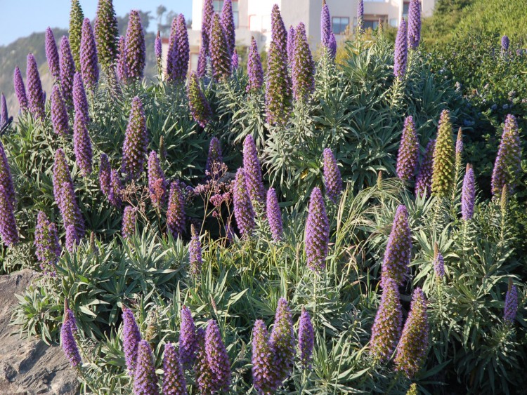 Fonds d'cran Nature Fleurs mauves