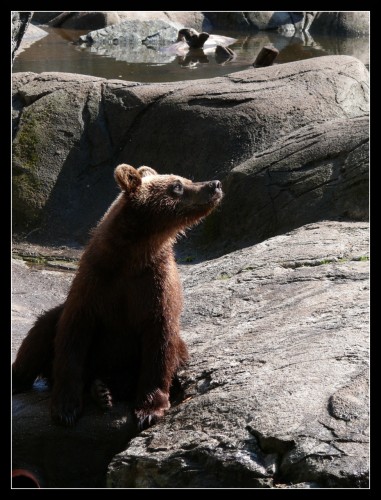 Wallpapers Animals Bears Ours Brun