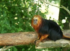 Fonds d'cran Animaux La valle des singes, ROMAGNE (86)