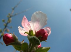 Fonds d'cran Nature fleurs de pommier