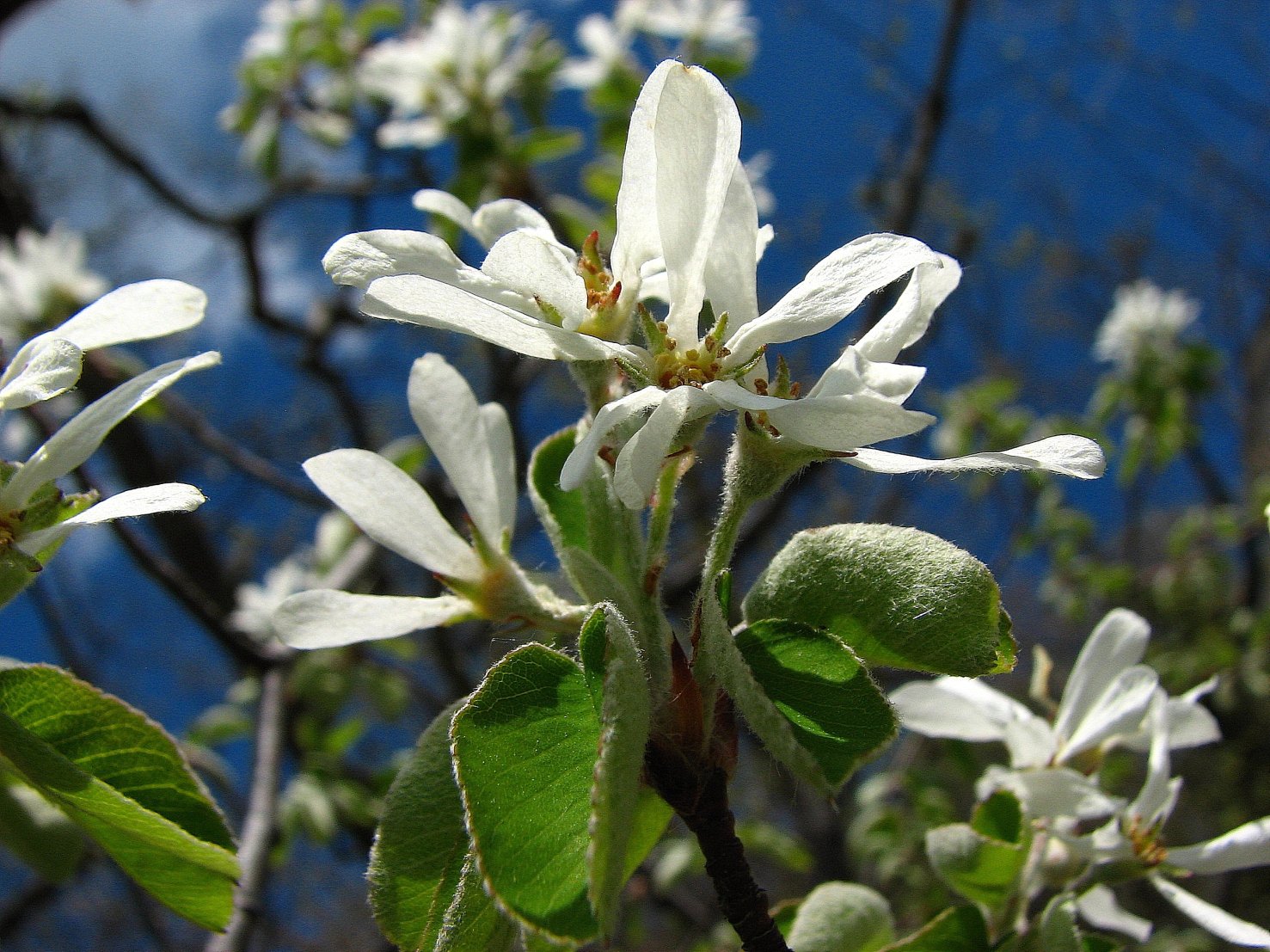 Wallpapers Nature Flowers l'Amelanchier