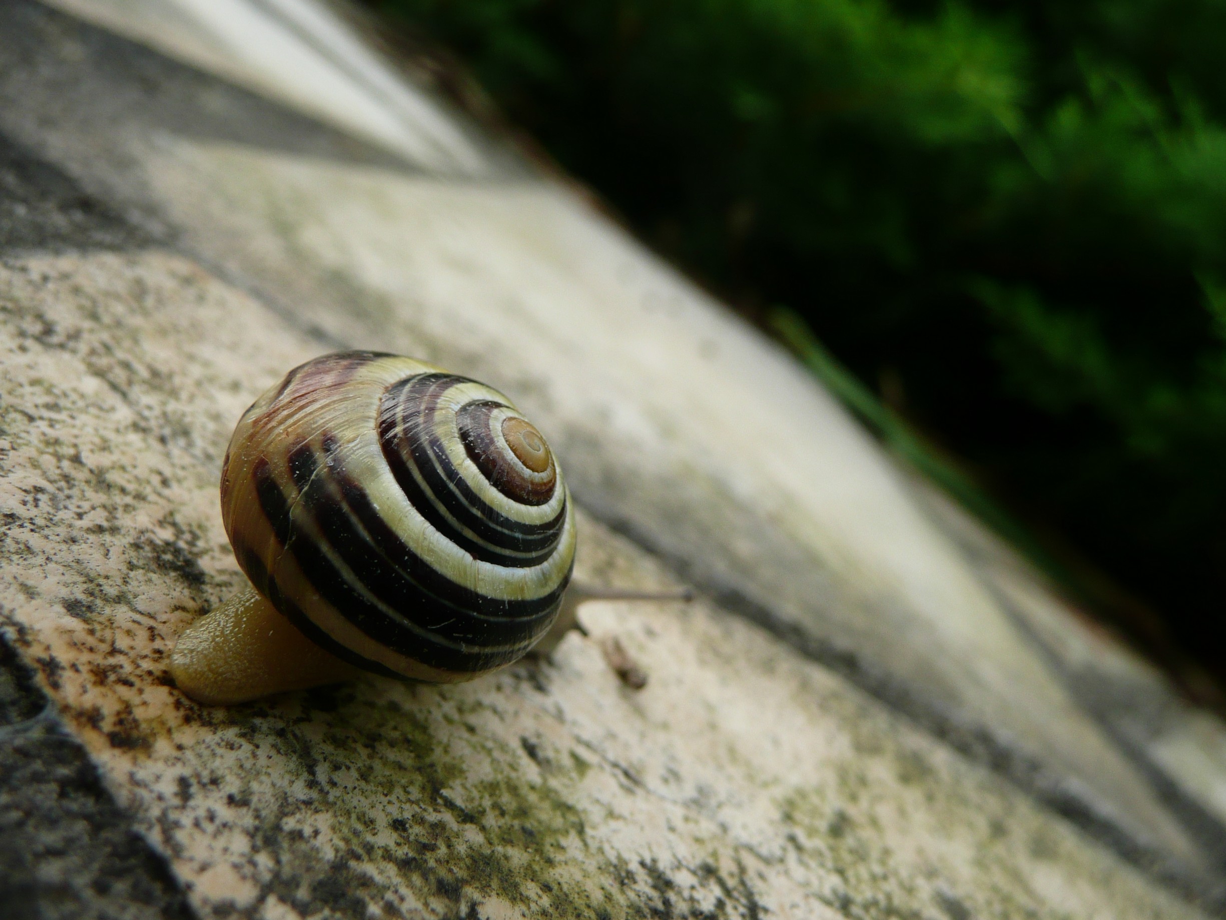 Fonds d'cran Animaux Escargots - Limaces Le priple