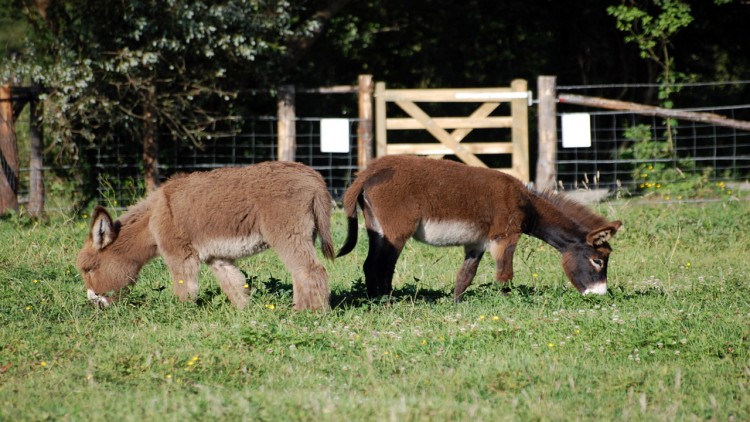 Fonds d'cran Animaux Anes petits frere