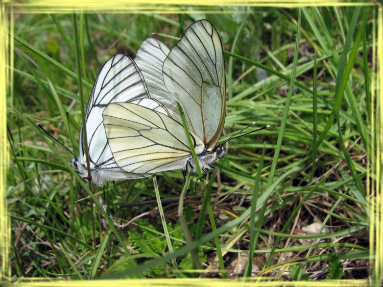 Fonds d'cran Animaux Insectes - Papillons les ailes du plaisir