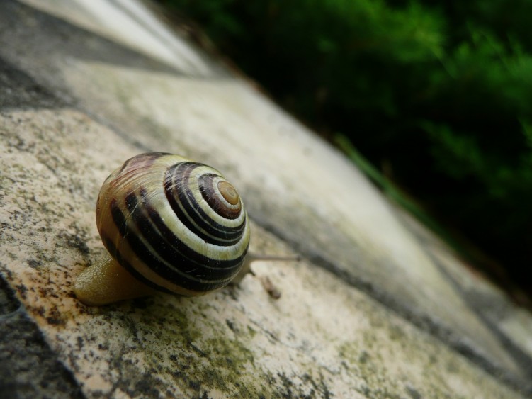 Wallpapers Animals Snails - Slugs Le priple