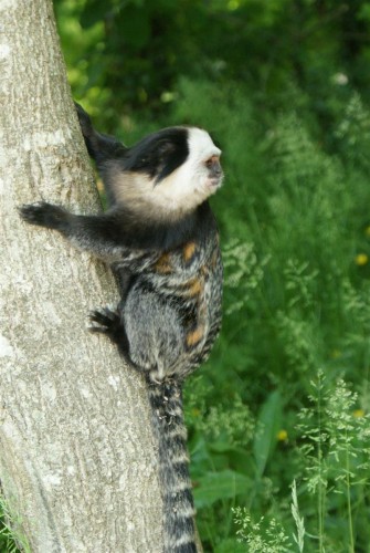 Fonds d'cran Animaux Singes La valle des singes, ROMAGNE (86)