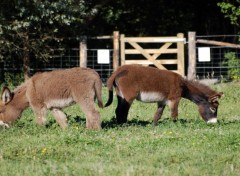 Fonds d'cran Animaux petits frere