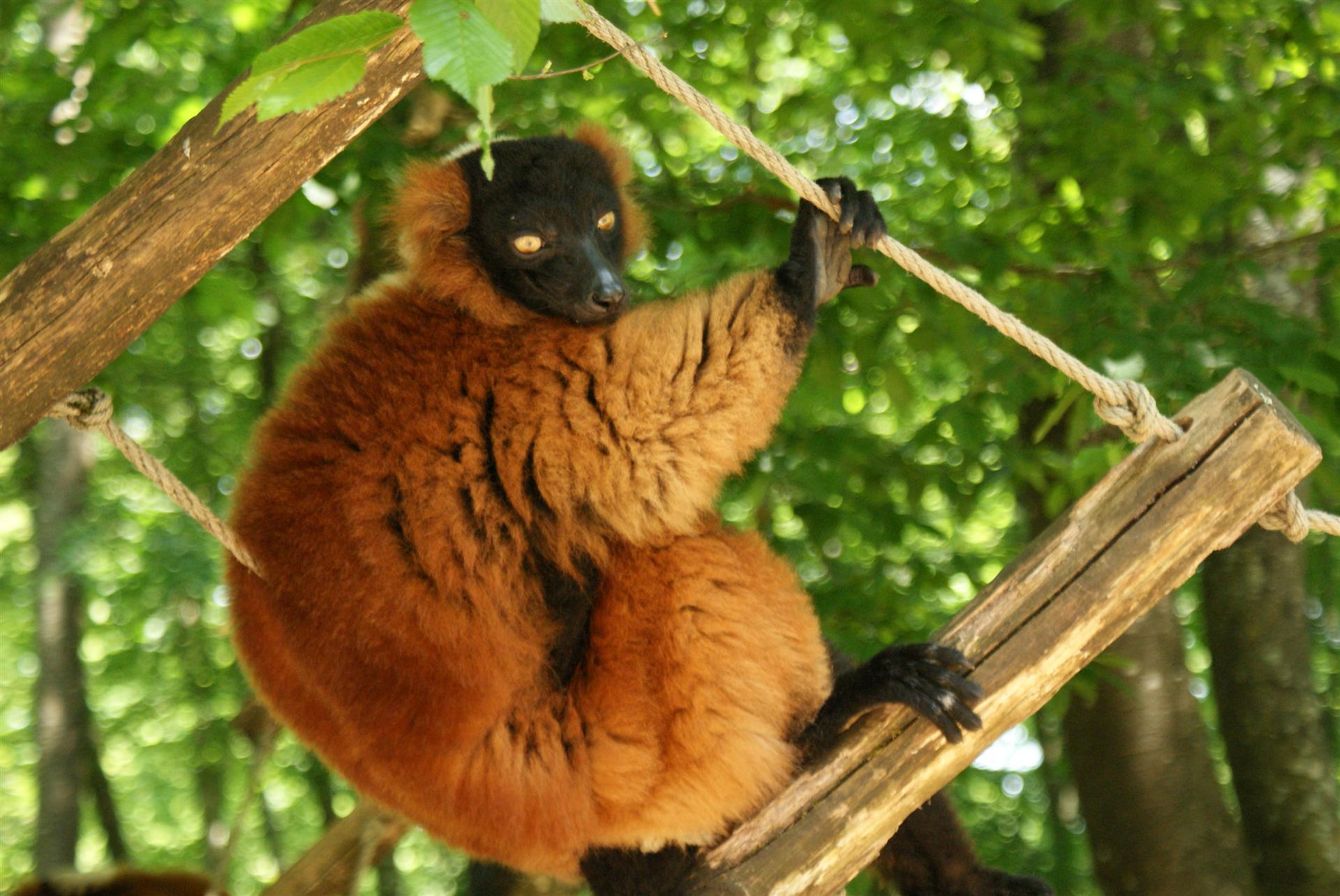 Fonds d'cran Animaux Singes La valle des singes, ROMAGNE (86)