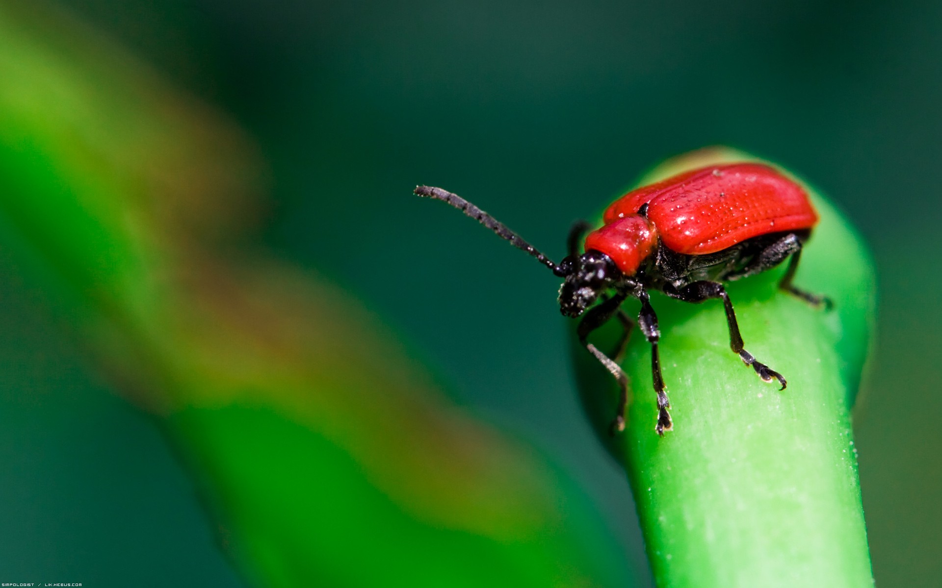 Fonds d'cran Animaux Insectes - Divers Rouge et vert