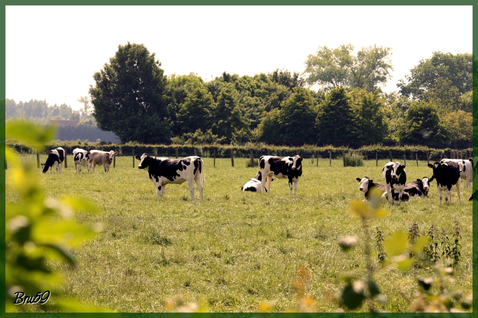 Fonds d'cran Animaux Vaches - Taureaux - Boeufs Prim'Holstein dans une pture