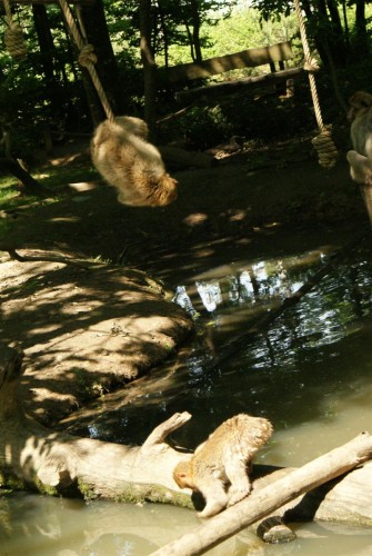 Fonds d'cran Animaux Singes La valle des singes, ROMAGNE (86)