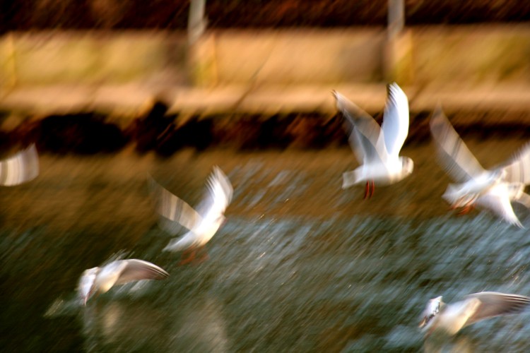 Fonds d'cran Animaux Oiseaux - Mouettes et Golands flou de nature