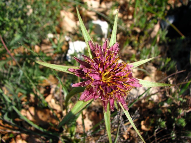 Fonds d'cran Nature Fleurs salsifit a feuilles de poireau