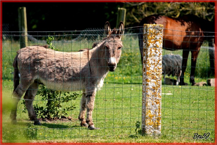 Wallpapers Animals Donkeys ne dans une pture