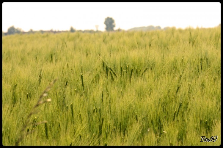 Fonds d'cran Nature Champs - Prairies Jeune champ de bl