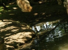 Fonds d'cran Animaux La valle des singes, ROMAGNE (86)