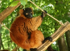 Fonds d'cran Animaux La valle des singes, ROMAGNE (86)