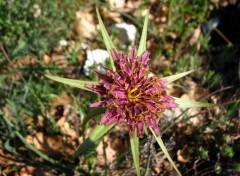 Fonds d'cran Nature salsifit a feuilles de poireau