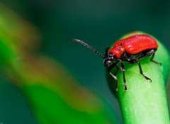 Fonds d'cran Animaux Rouge et vert