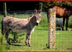 Fonds d'cran Animaux ne dans une pture