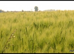 Fonds d'cran Nature Jeune champ de bl