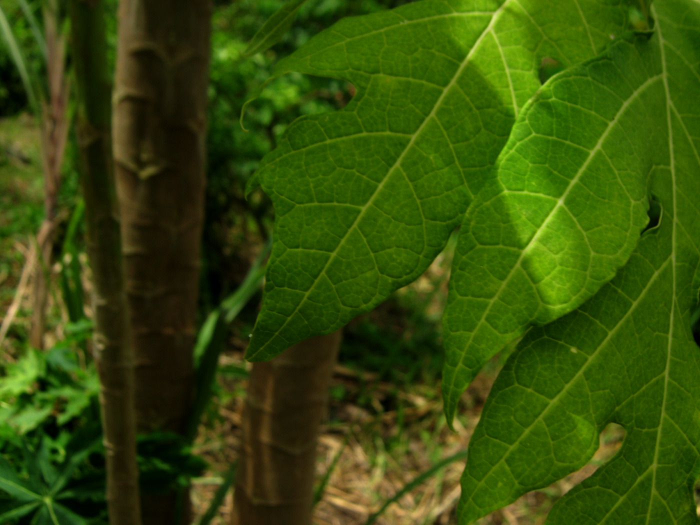 Wallpapers Nature Leaves - Foliage Feuille