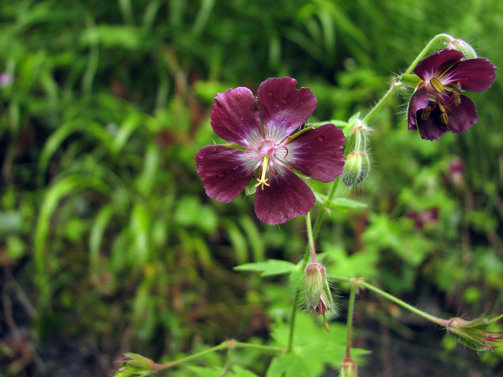 Fonds d'cran Nature Fleurs Geranium brun