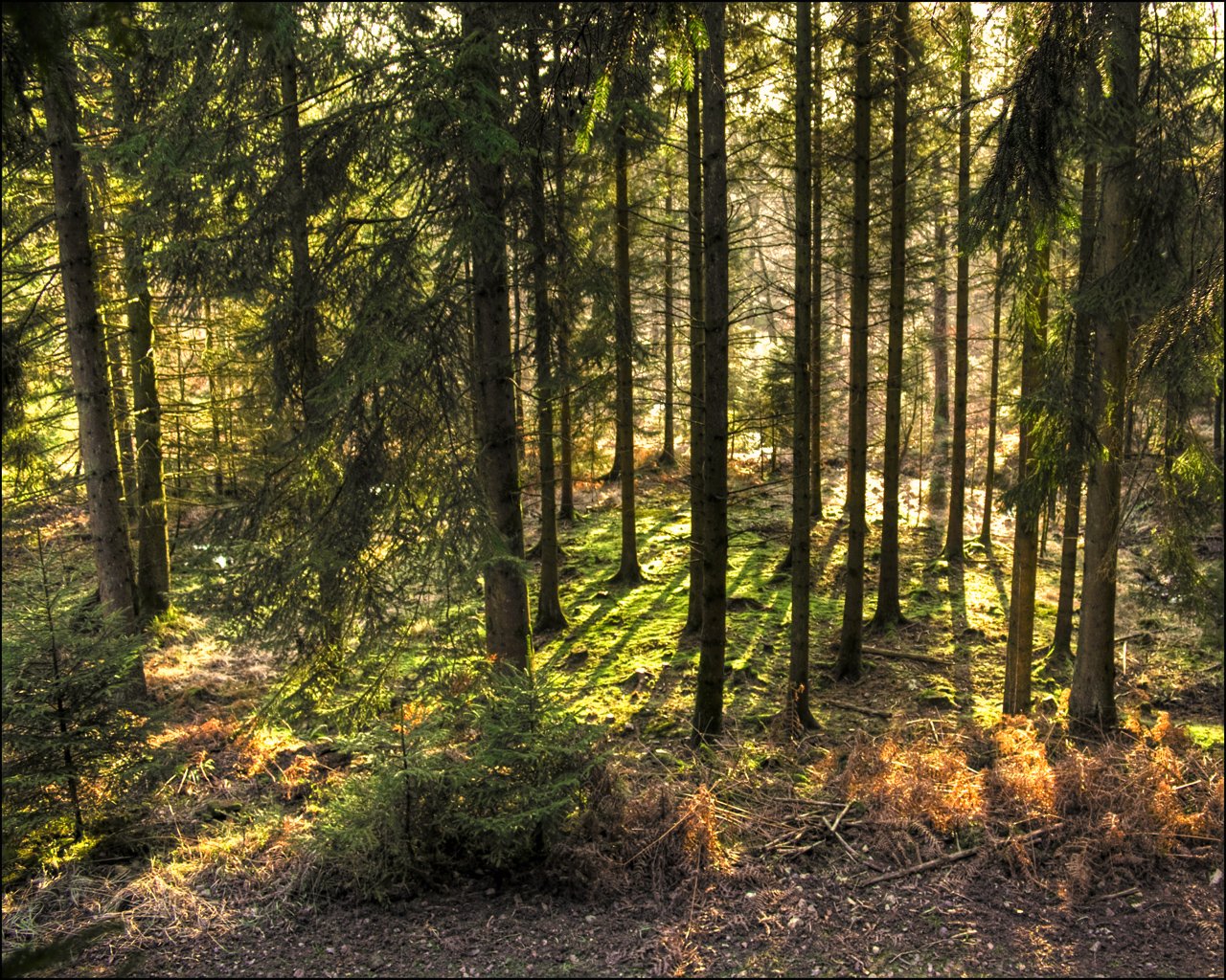 Wallpapers Nature Trees - Forests Fort - Ardennes ( Belgique )