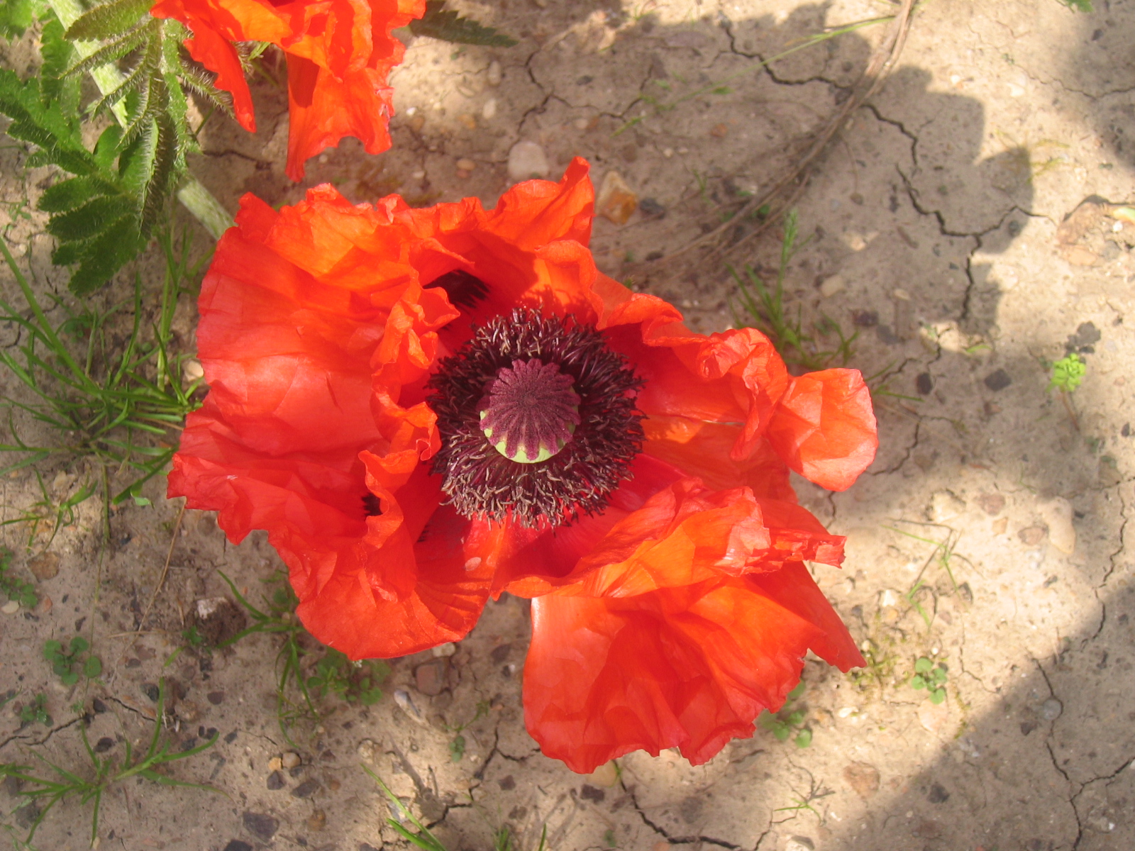 Fonds d'cran Nature Fleurs Pavot