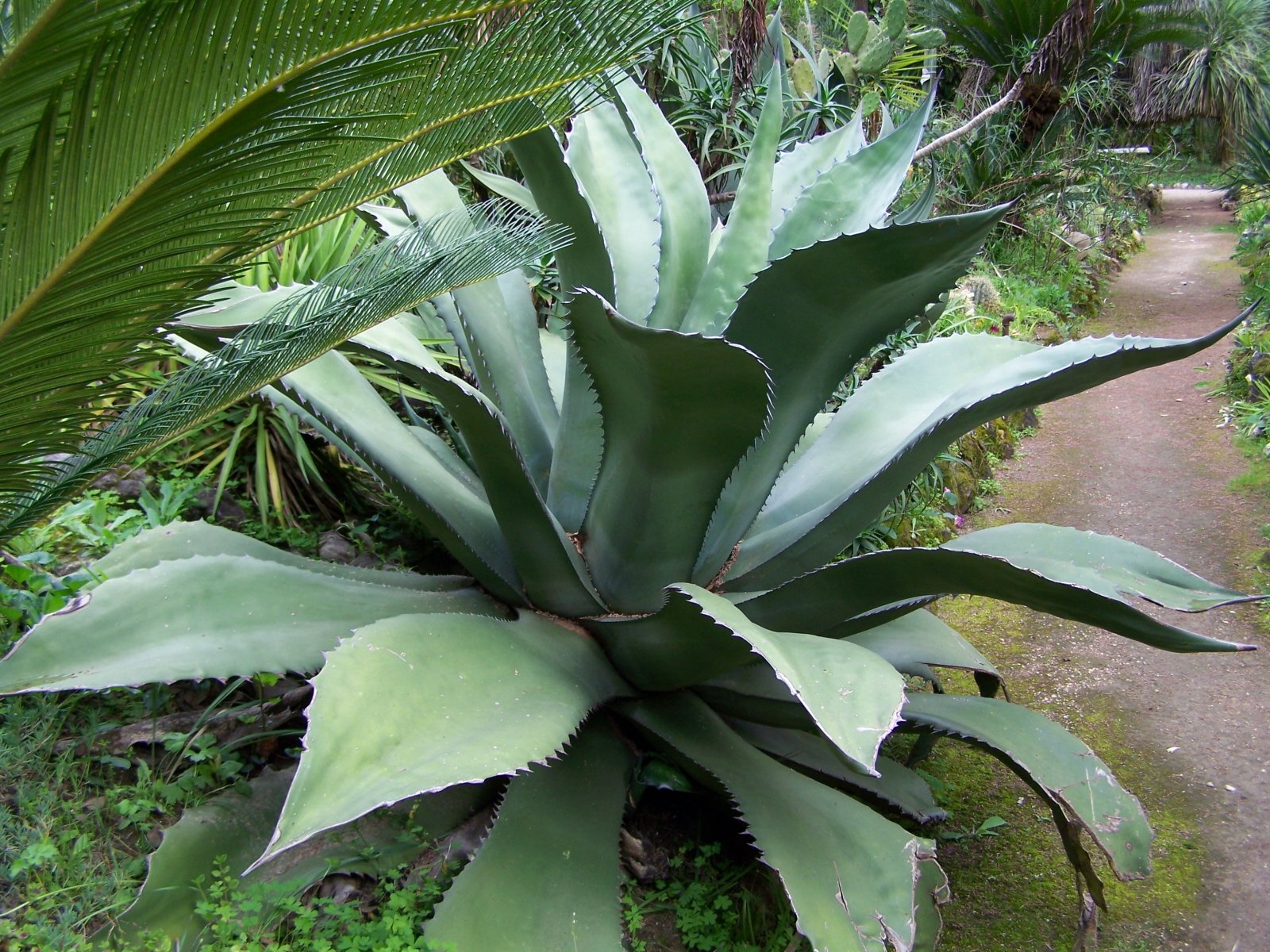 Wallpapers Trips : Europ France > Provence-Alpes-Cte d'Azur Agave