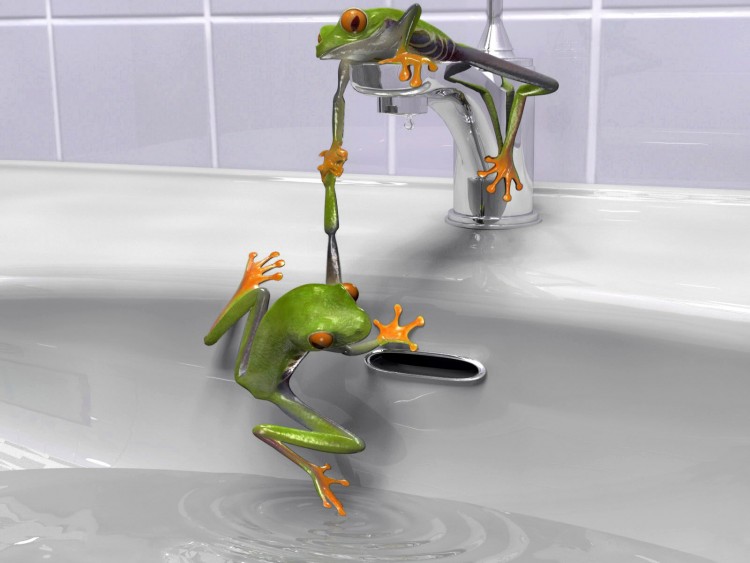 Wallpapers Humor Animals Frogs