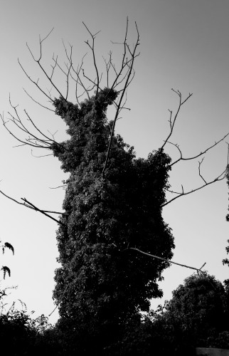 Fonds d'cran Nature Arbres - Forts Burtonesque