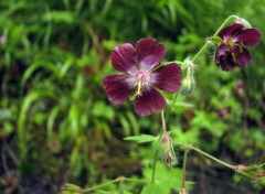 Fonds d'cran Nature Geranium brun