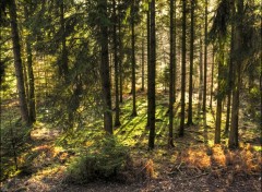 Fonds d'cran Nature Fort - Ardennes ( Belgique )