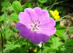 Fonds d'cran Nature geranium sanguin