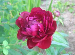 Fonds d'cran Nature Pivoine grenat