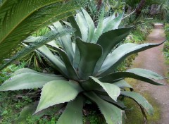 Fonds d'cran Voyages : Europe Agave