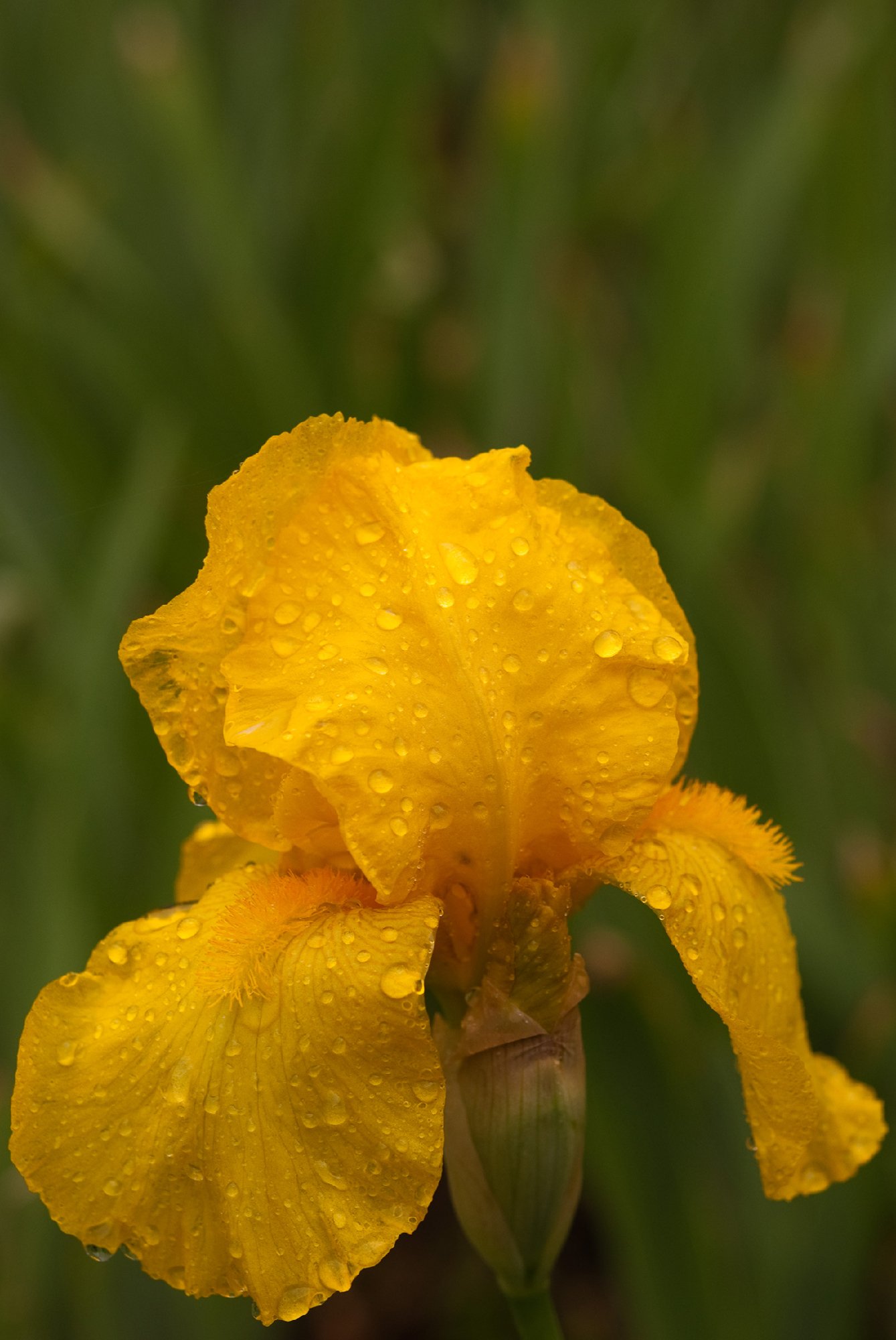 Wallpapers Nature Flowers fleur jaune couverte de pluie