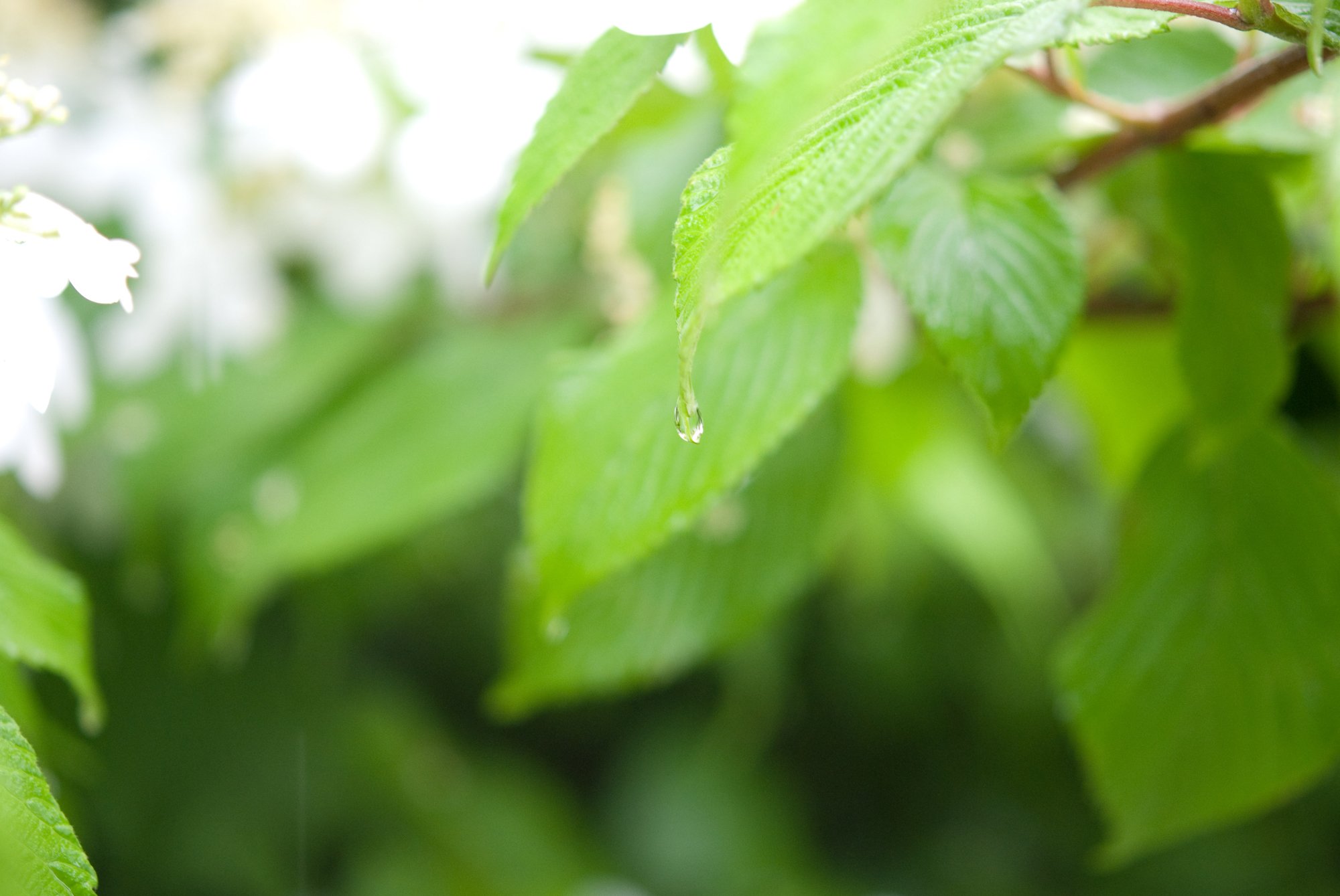 Fonds d'cran Nature Feuilles - Feuillages Tombe de la feuille petite goutte d'eau