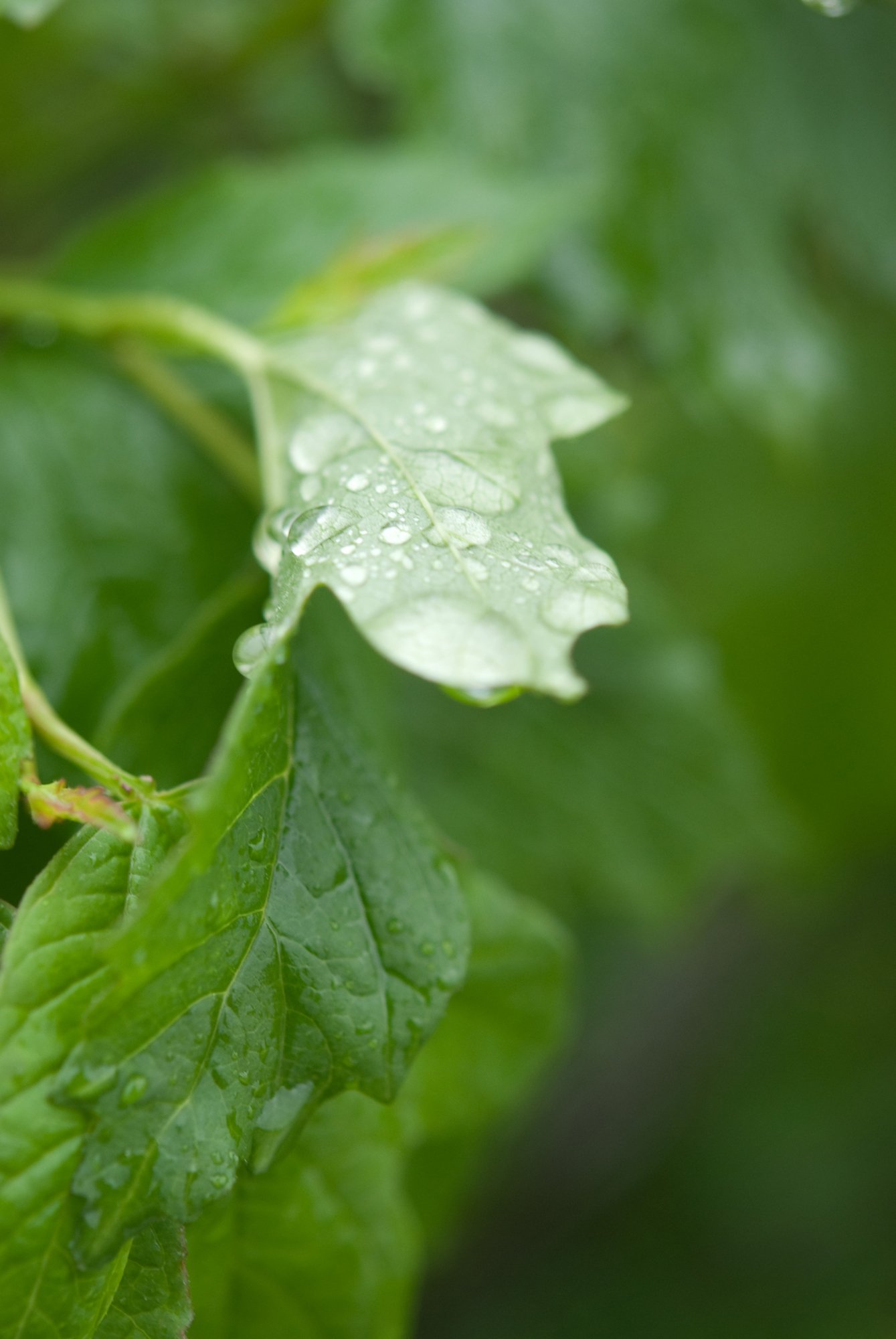 Wallpapers Nature Leaves - Foliage feuille couverte de pluie