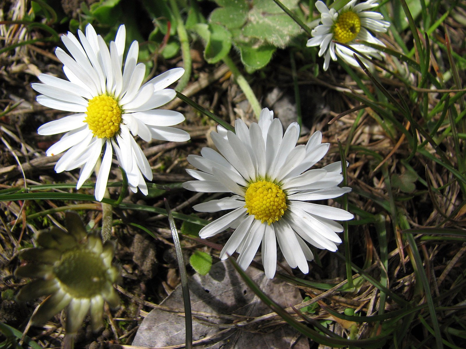 Fonds d'cran Nature Fleurs paquerettes