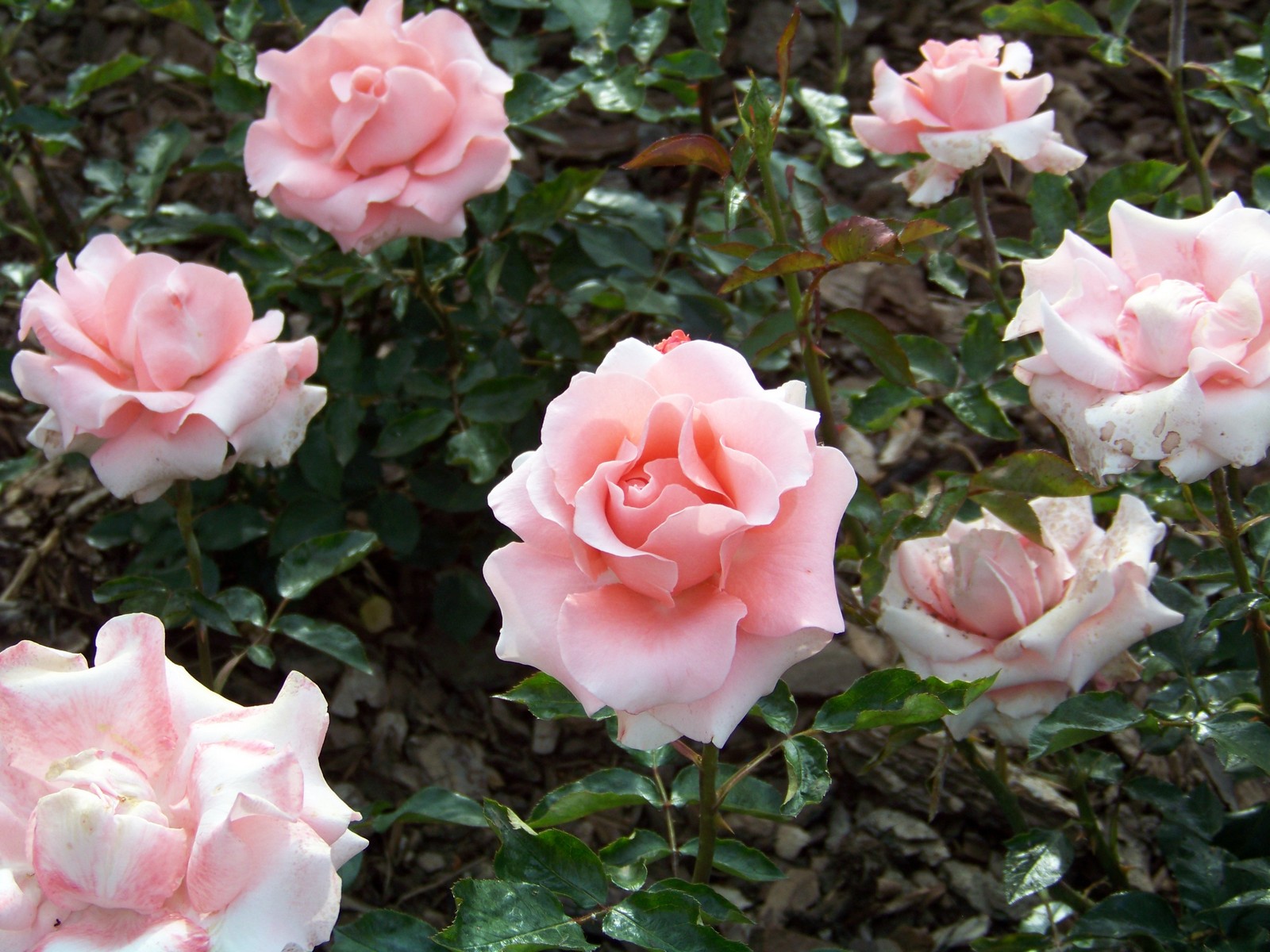 Fonds d'cran Nature Fleurs Roses.