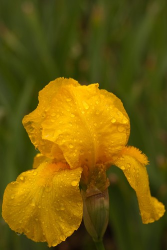 Wallpapers Nature Flowers fleur jaune couverte de pluie