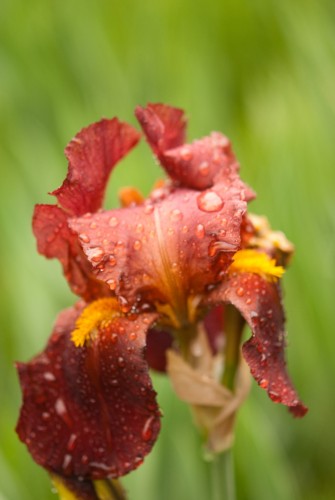 Wallpapers Nature Flowers petite fleur couverte de pluie