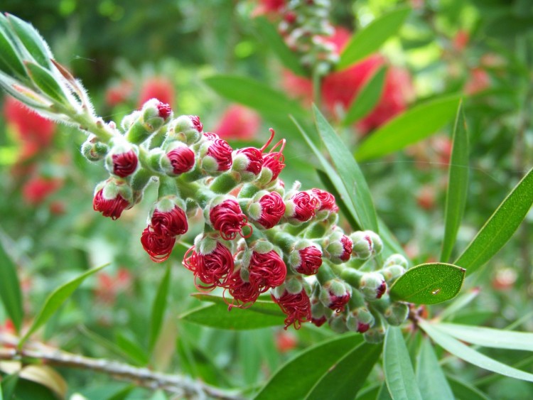 Wallpapers Nature Plants - Shrubs Vert et fuchsia.