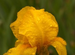 Wallpapers Nature fleur jaune couverte de pluie