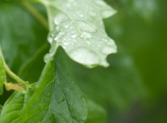 Wallpapers Nature feuille couverte de pluie