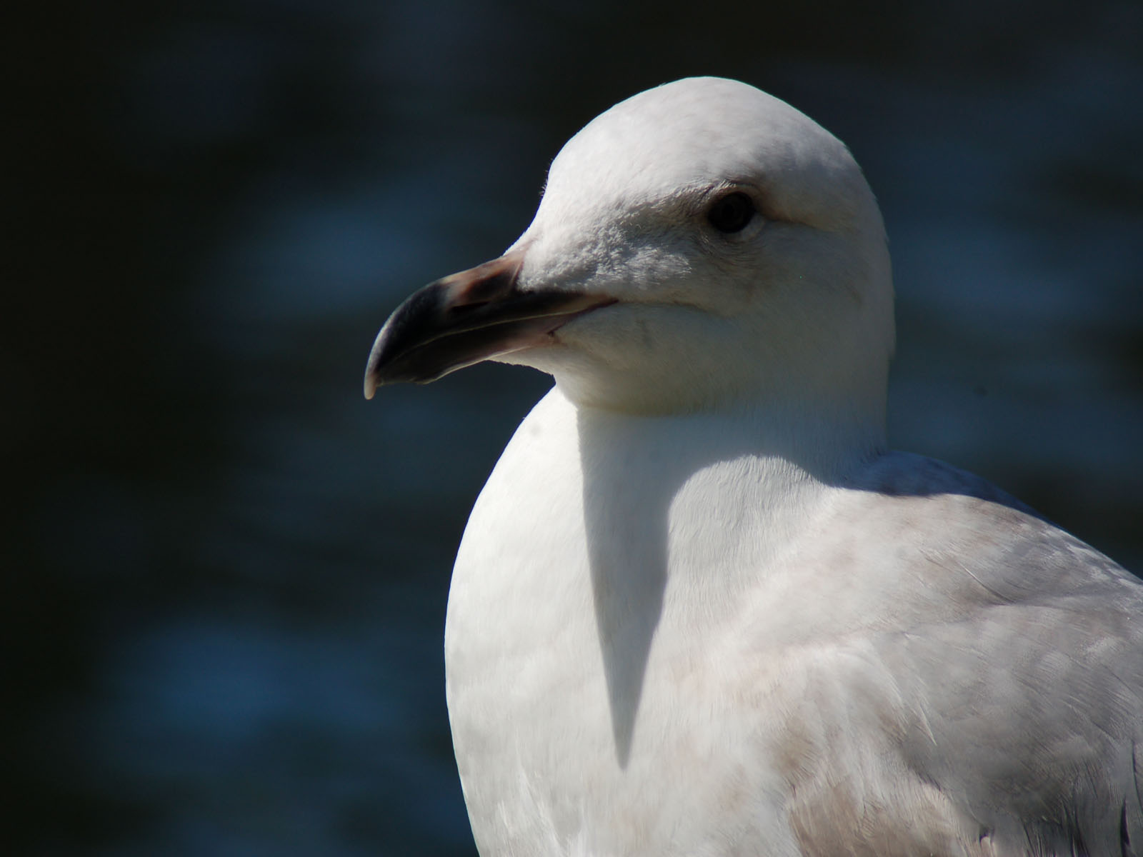 Fonds d'cran Animaux Oiseaux - Mouettes et Golands 