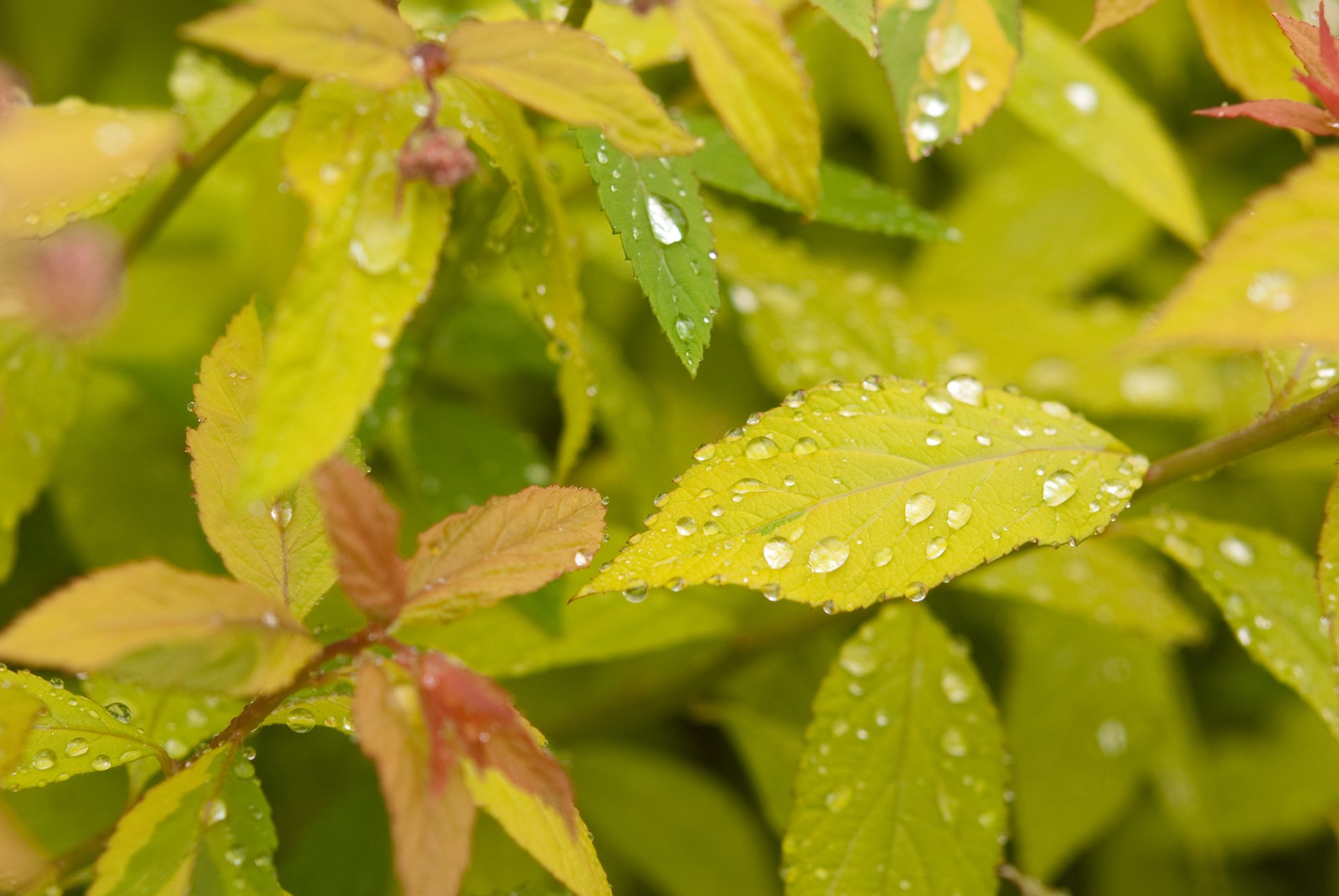 Wallpapers Nature Leaves - Foliage feuilles couvertes de gouttes d'eau