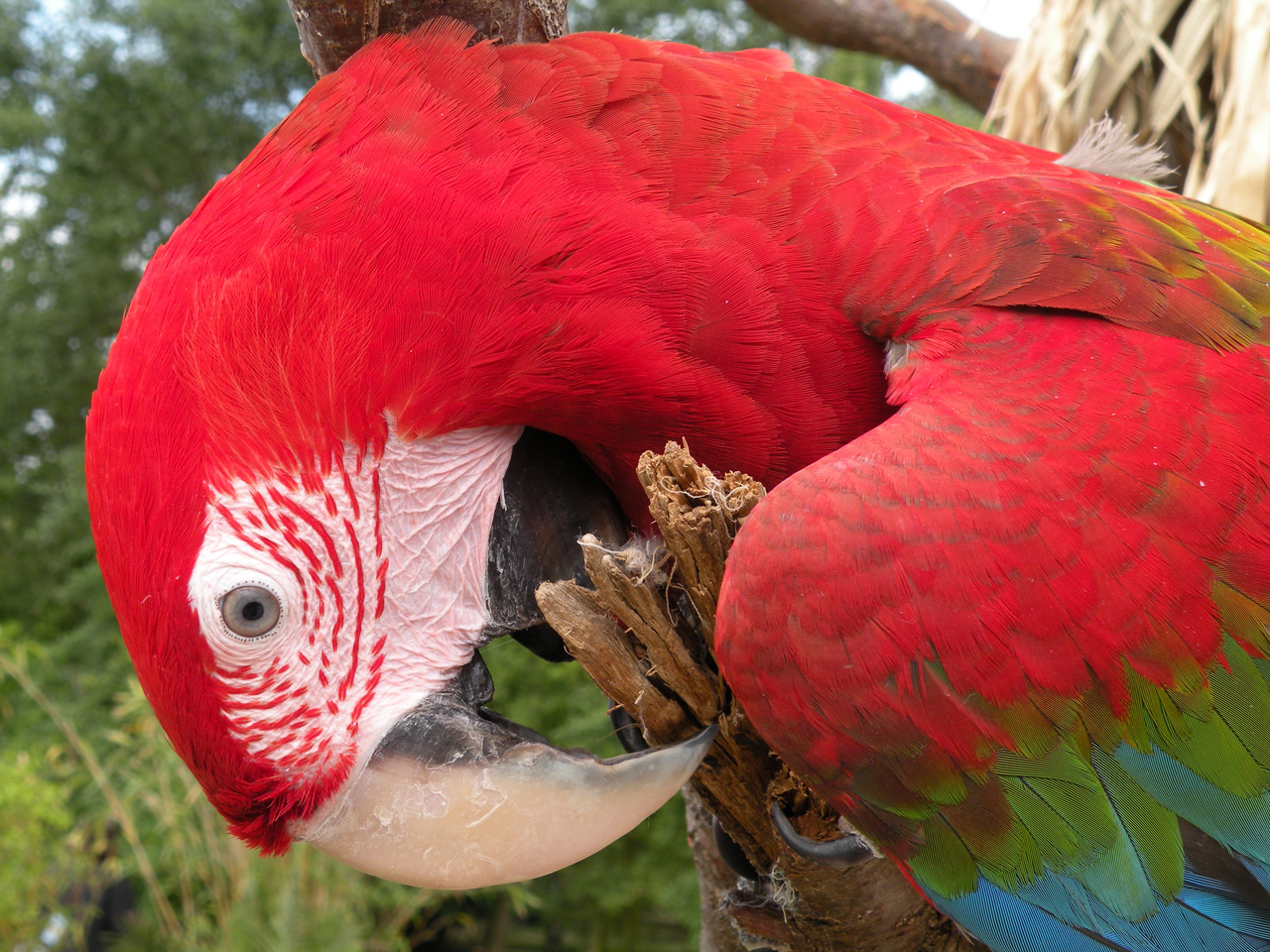 Fonds d'cran Animaux Oiseaux - Perroquets Perroquet